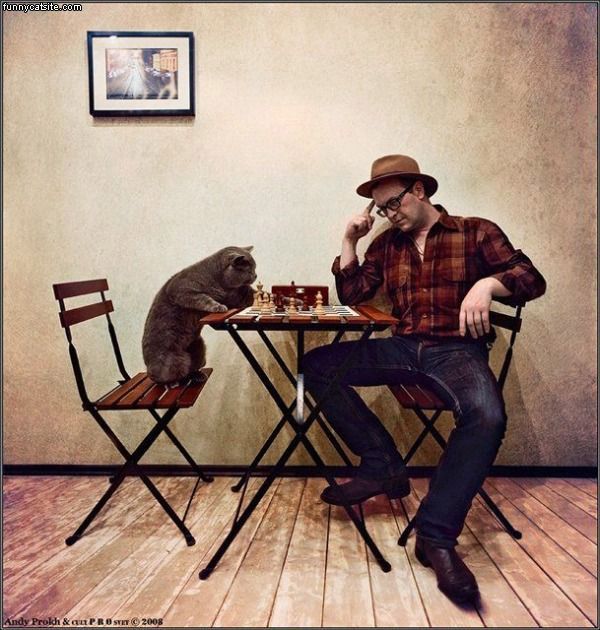 Chess_Cat682